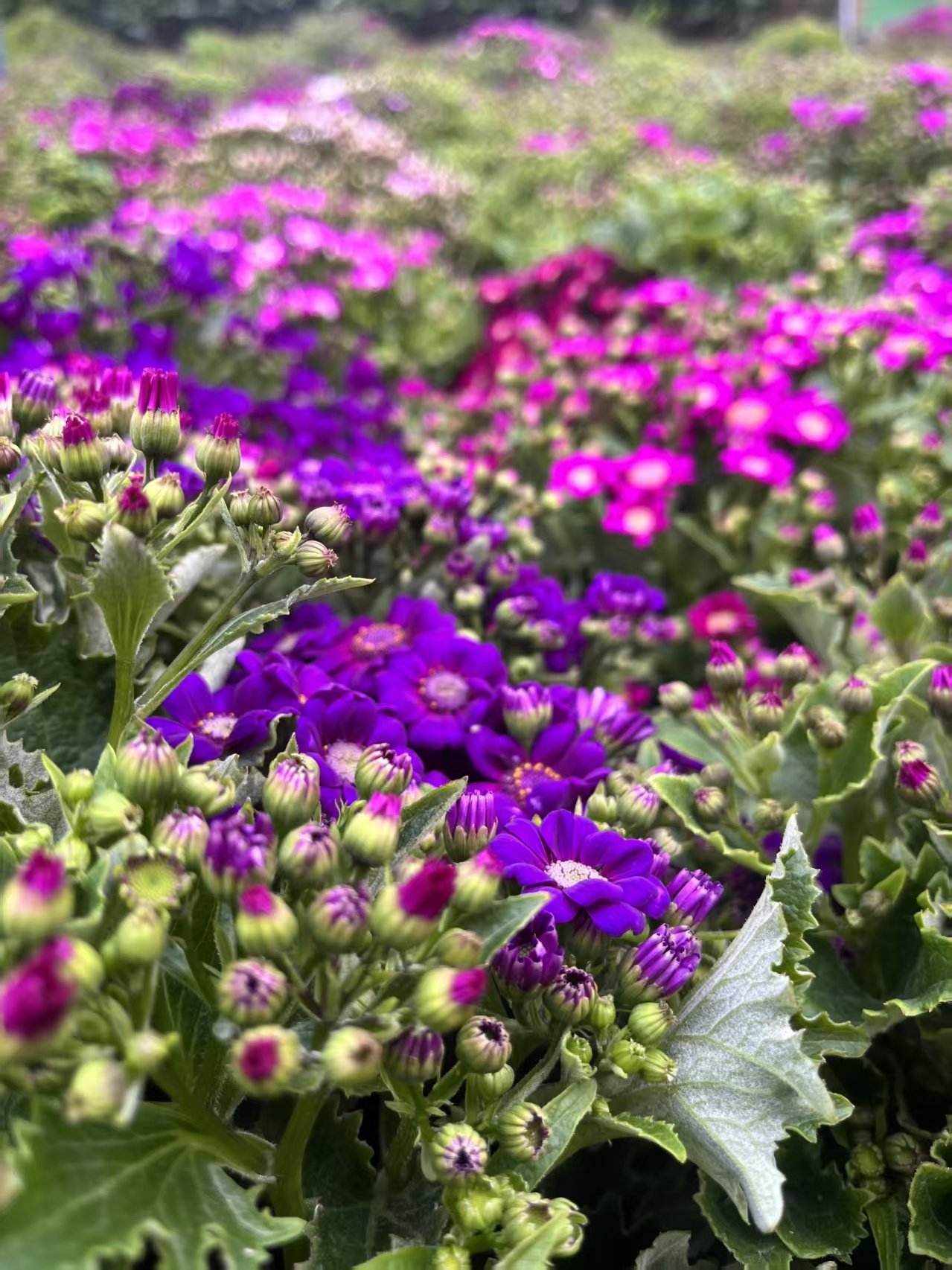 Ryan - Founder of Kalos Jewellery